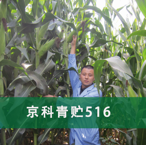京科青贮516