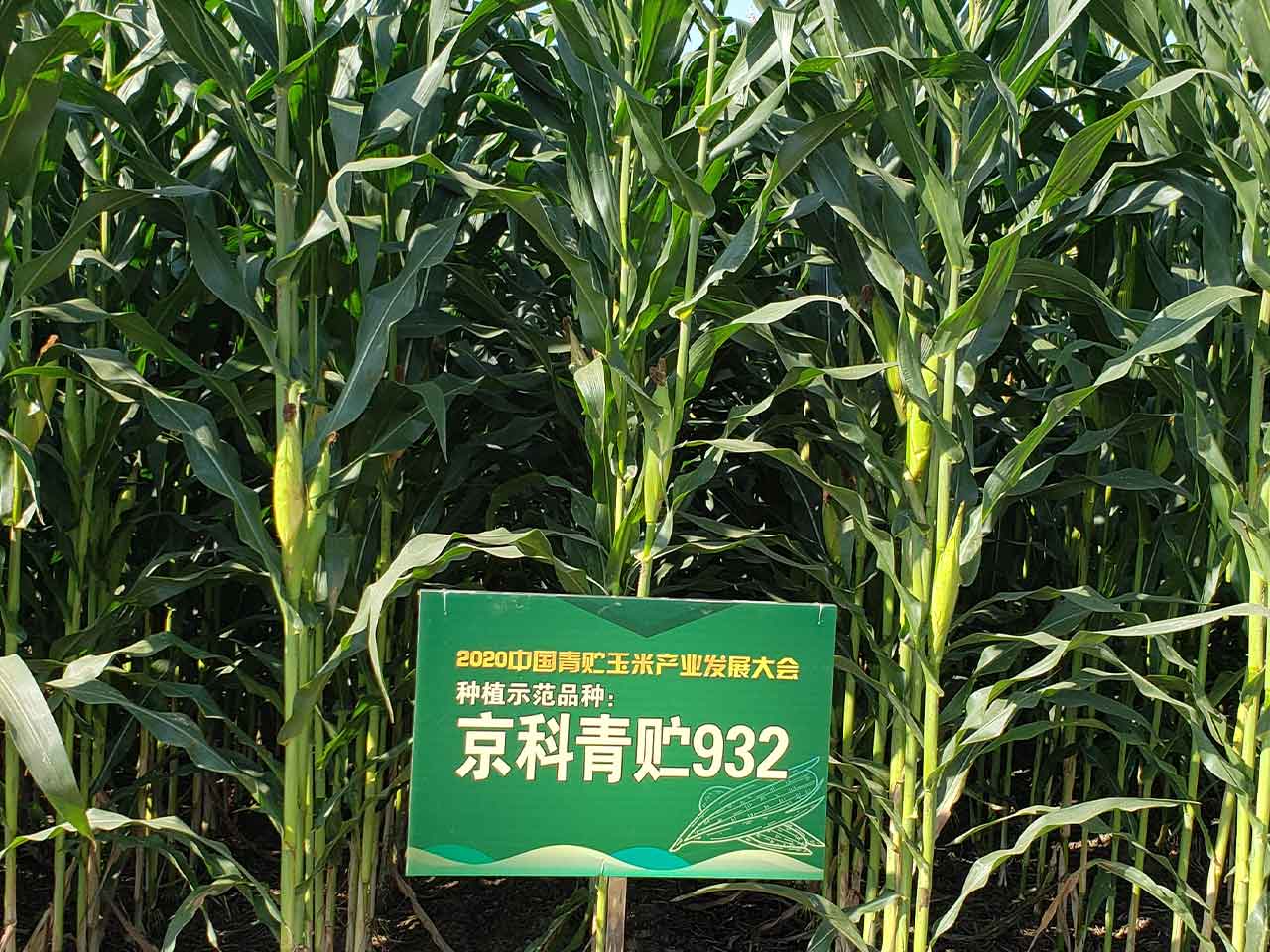 1659679064753802.jpg